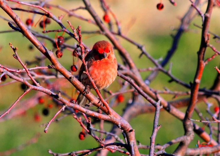 house finch PFW22-sa0076.JPG