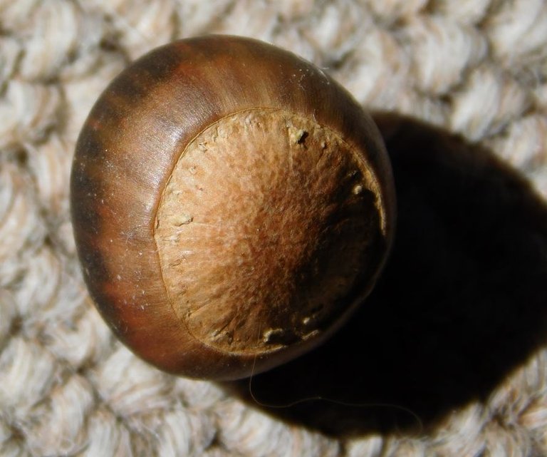 acorn.JPG