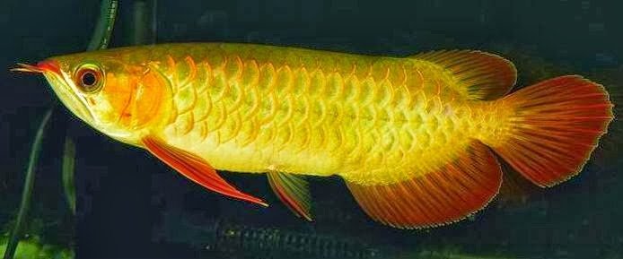 ciri-ikan-arwana-golden-red.jpg