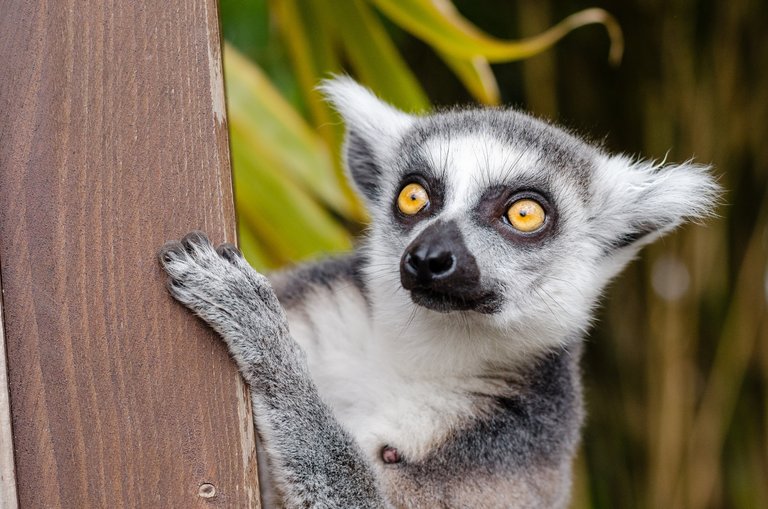 Lemur 2.jpg