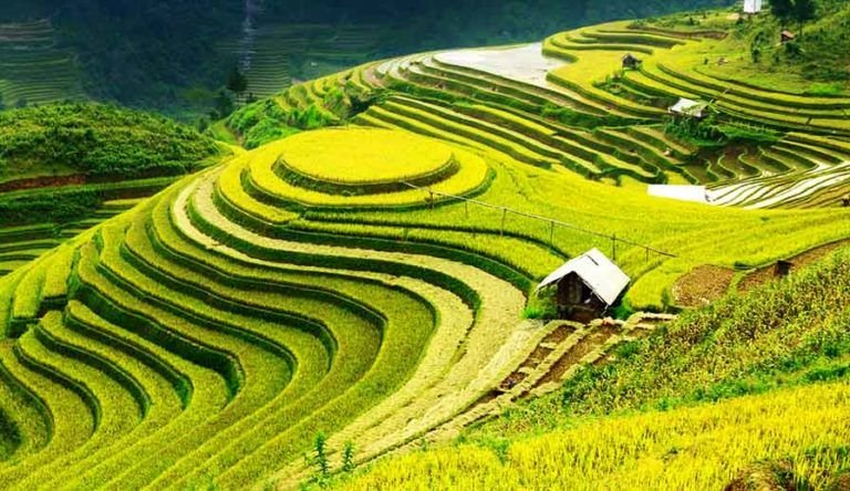 Rice_fields-768x444.jpg