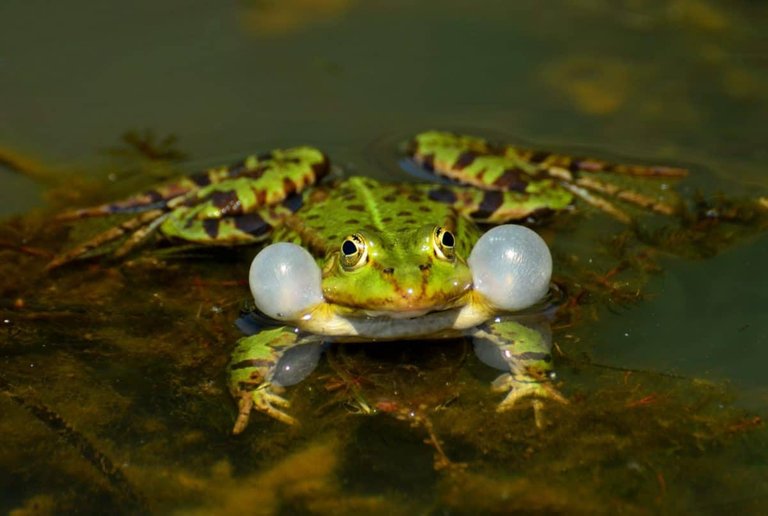 frosch-amphibie-quakblasen.jpg