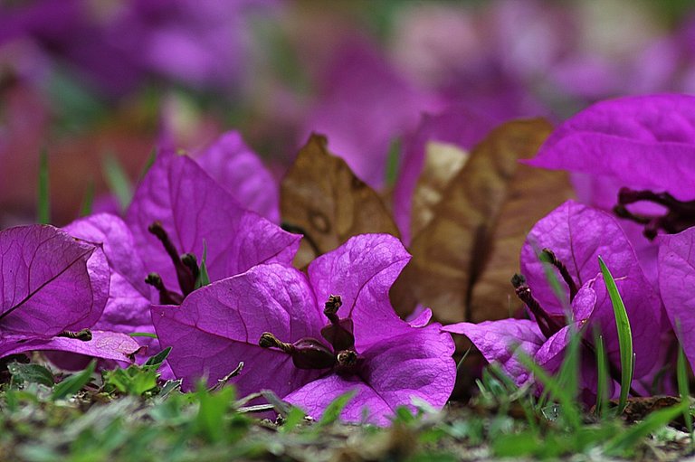 bougainvillea-178708_960_720.jpg