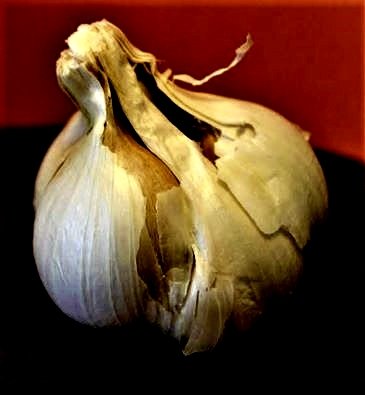 elephantgarlic (2)a.jpg