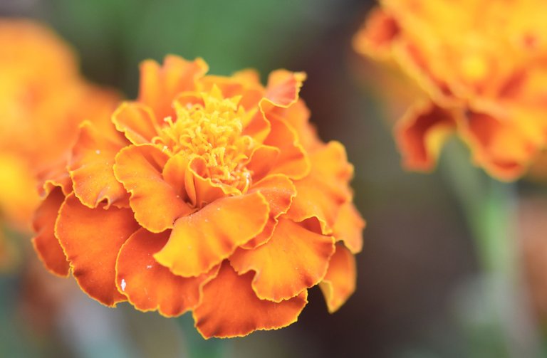 Marigold orange 1.jpg