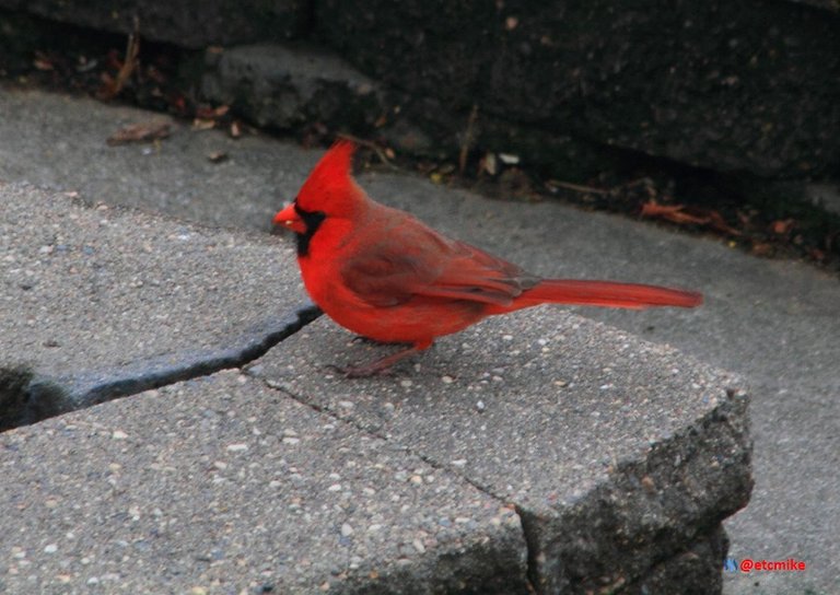 Northern Cardinal PFW20-24-0034.JPG