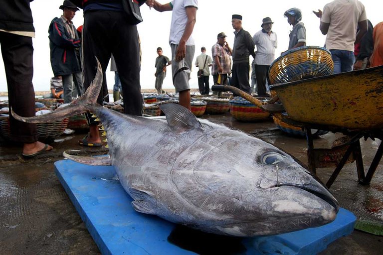 Ikan Tuna hasil tangkapan nelayah Aceh.jpg