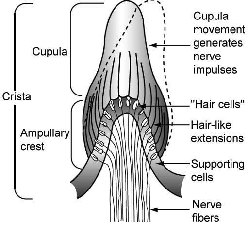 8-9_cupula.jpg