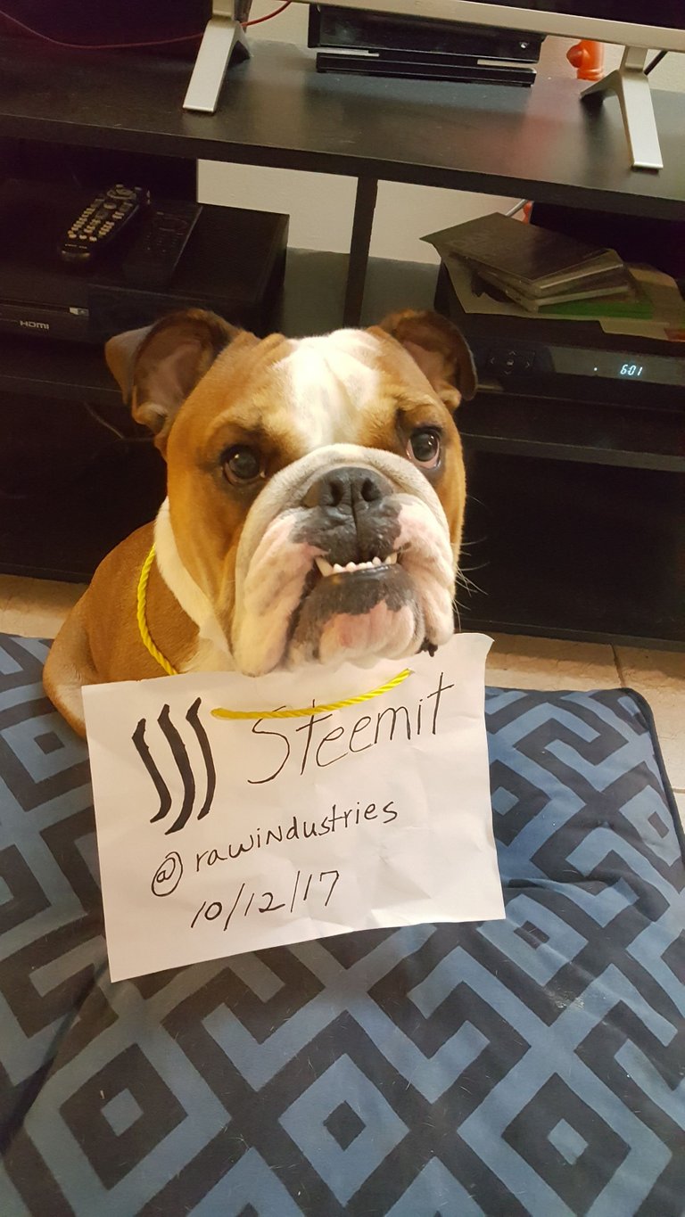 Winston on Steemit.jpg