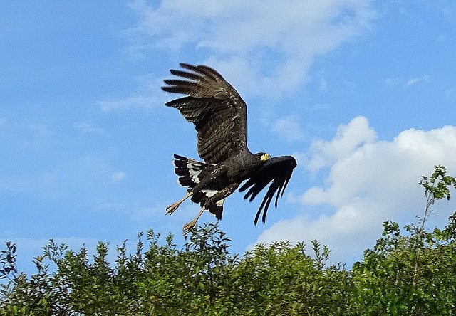 AGUILA NEGRA VOLANDO.jpg