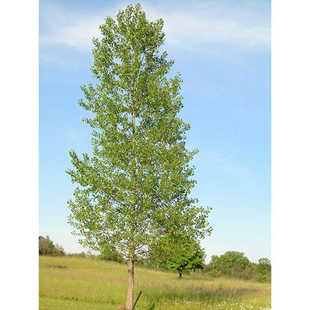 Hybrid-Poplar-450x450.jpg