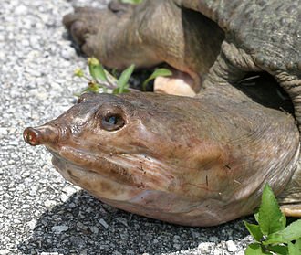 Soft-Shelled_Turtle.JPG