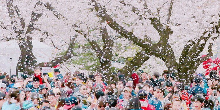 벚꽃축제2.jpg