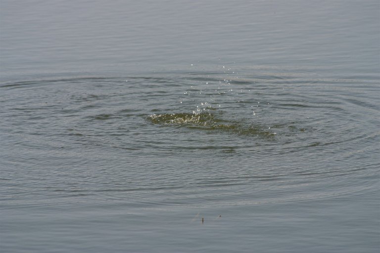 fish water 1.jpg