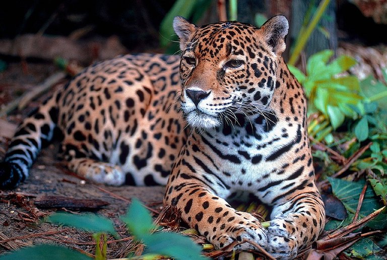 jaguar-1377982_960_720.jpg