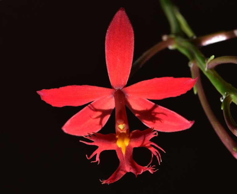 epidendrum ibaguense 3.jpg