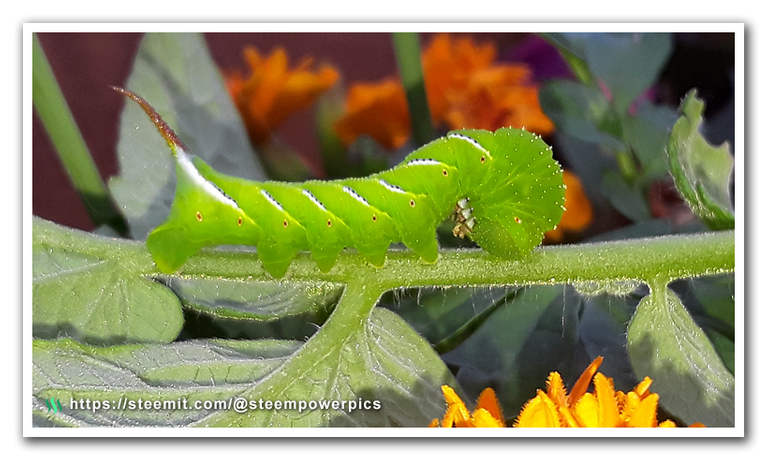 Tomato-Hornworms-01-SteemPowerPics.png