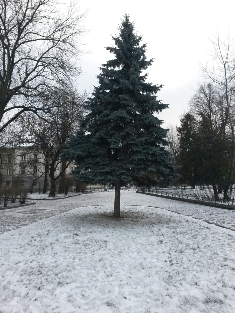 lviv_pine.jpeg