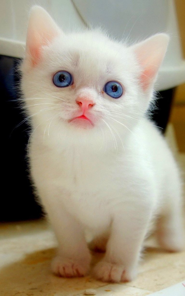 big-blue-eyes-white-kitten-android-wallpaper.jpg