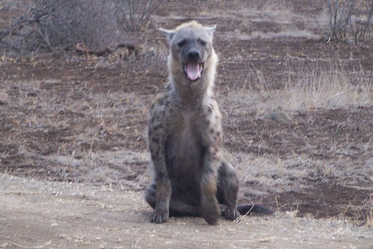 KNP Satara-Lower Sabi 2009 098.JPG