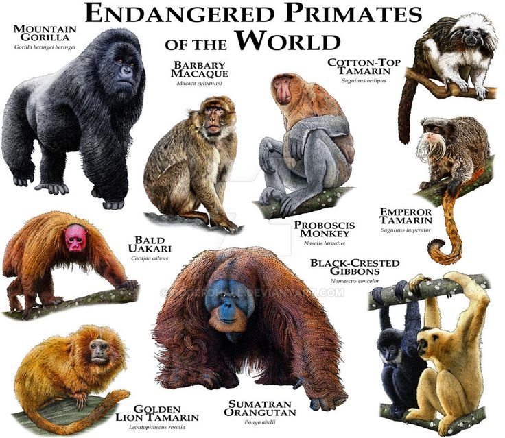 primates.jpg