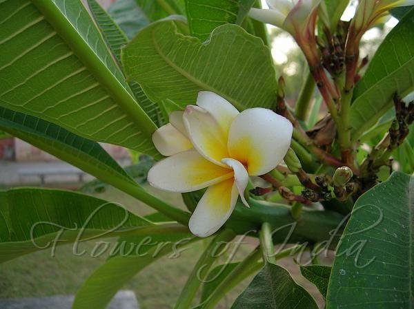 Common White Frangipani.jpg