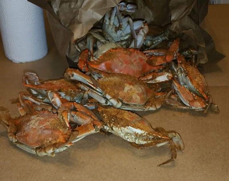 crabs.jpg