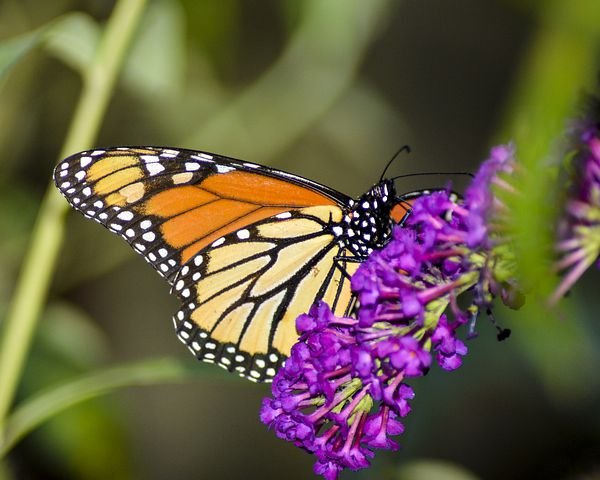 butterfly-3105040__480.jpg