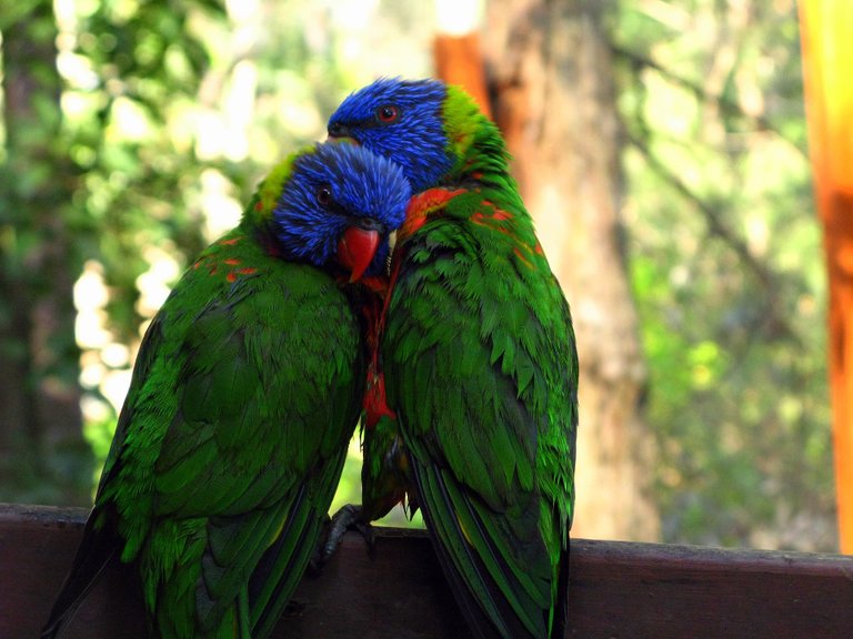 rainbow-lorikeet-947196_1920.jpg