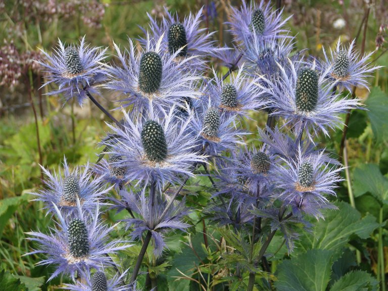 Eryngium_alpinum_(9896524663).jpg