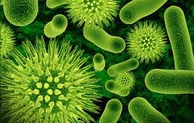 bacterias.jpg