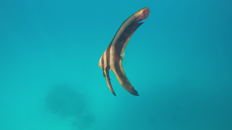 Juvenile Batfish.png