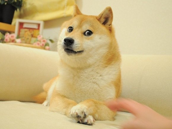 doge.jpg