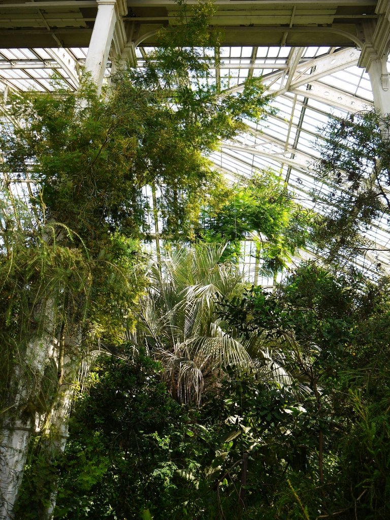 29415675468 - roof view inside the temperate house at kew.jpg