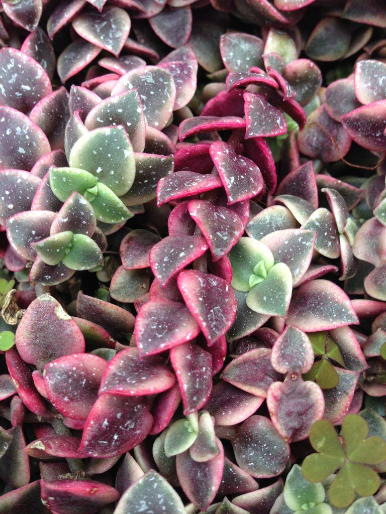 heartshape plant.JPG