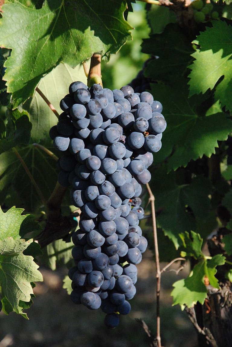 Aglianicone Grapes.jpg