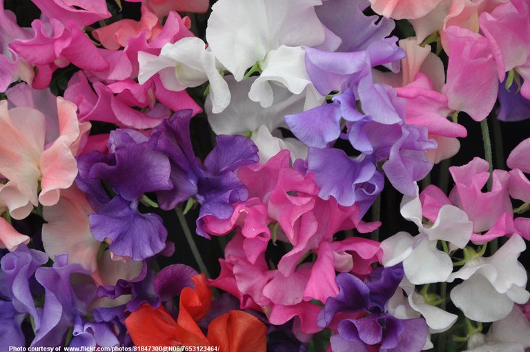 SweetPeas-001-041118.jpg