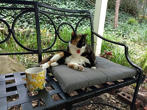 Chai and cup on bench (4) 500x375.jpg