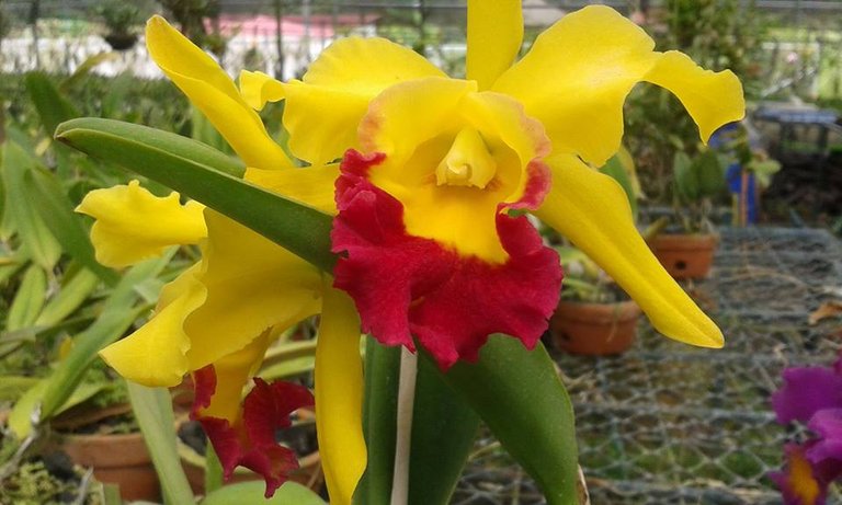 orquidea4.jpg