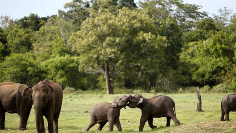 palamu-palamu-vishal-elephants-reserve-palamu-sharma_df78ce06-1222-11e8-8db2-4ddb0f8cfdad.jpg