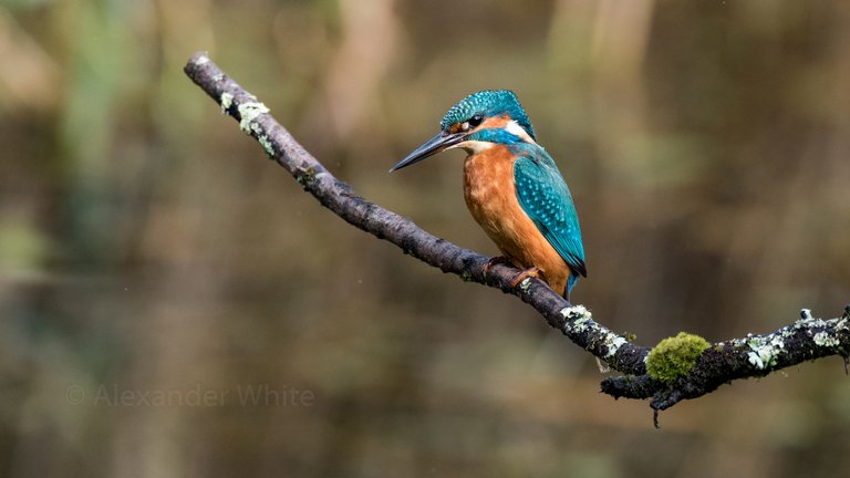 Kingfisher 2.JPG