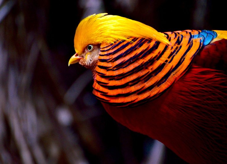 golden-pheasant-right-side-black-bkg.jpg