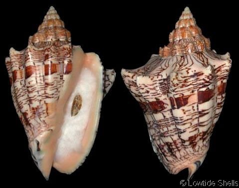 f83859b52988865c094a35f7d5931f34--marine-life-sea-shells.jpg