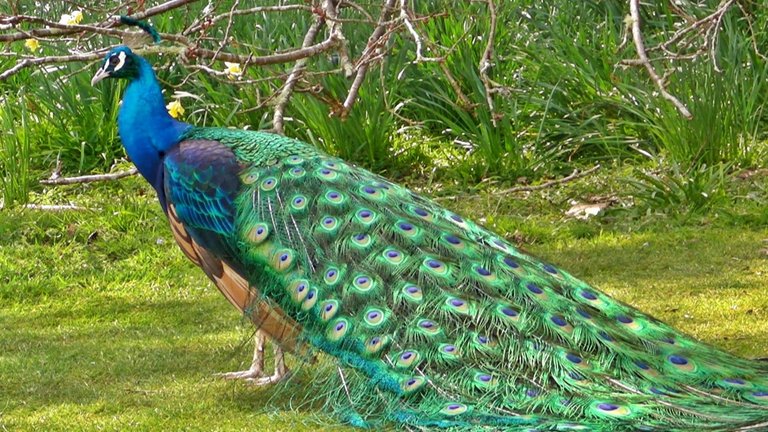 Peacock.jpg