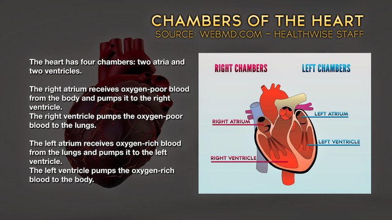 Chambers-of-the-Heart.jpg