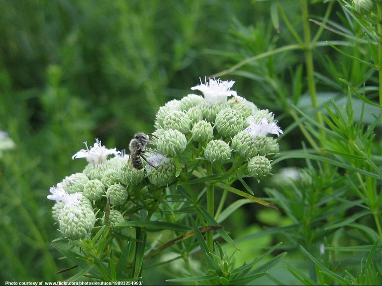 BeeOnFlowerBuds-081815.jpg