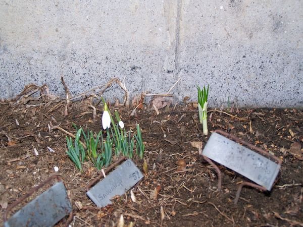 South - 1st snowdrop crop Feb. 2018.jpg