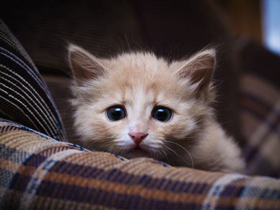 scared-kitten-shutterstock_191443322.jpg