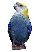 Budgie 169HS.jpg