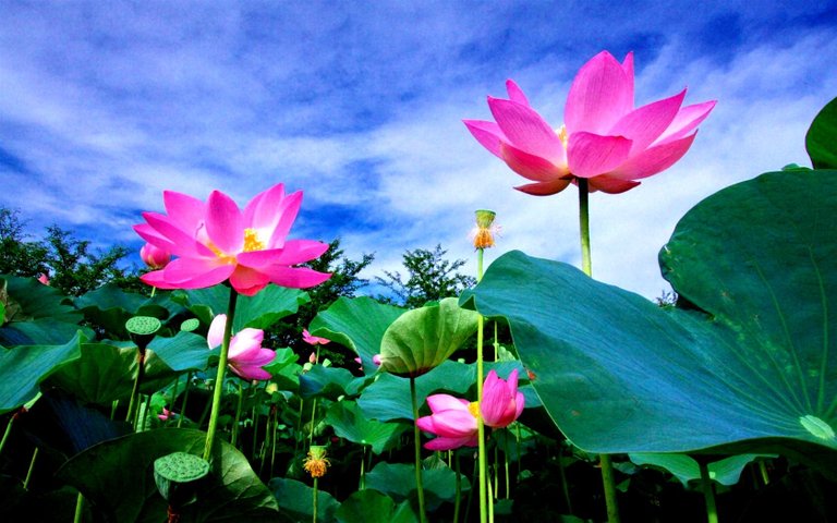 Lotus-Flower-Meaning-and-Symbolism-Throughout-Cultures.jpg